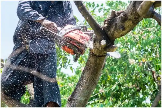 tree services Stony Creek Mills